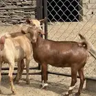 جفار دفيع دهم
