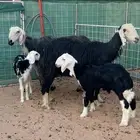 نجد 2 معها 2