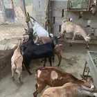 تيوس سماان فل