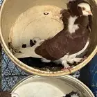 حمام بلجيكي
