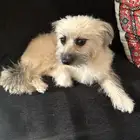 كلب مالتيز للبيع