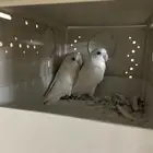 زوج روز