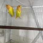 جوز روز اورنج