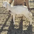 خروف حري للبيع