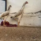 شامو يباني. عمر 5شهور