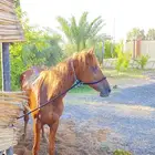 للبيع فرس شعبيه خط سرعة
