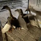 وز للبيع