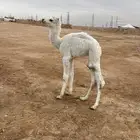 حوار ضيار