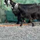 معزاء عوراض درجة أولى جروم ناهية