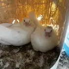 رغاليل