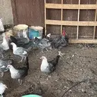 دجاج فيومي بياض