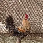 ديك بلدي هجين