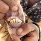 خروف نعيمي
