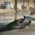 جوز طاؤوس للبيع