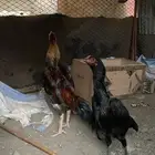 دجاج شامو الماني وياباني