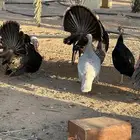 للبيع رومي
