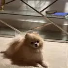 كلب بومرينيان