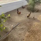 دجاج خمس كبار وثلاثه فروخ وديك