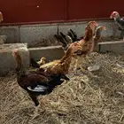 دجاج مهجن با كستاني و بلدي العدد 22 معا 2 صغار