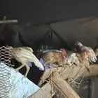 دجاج بلدي للبيع عشرين ديك والباقي دجاج