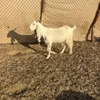 عنز مشروكه طيبه معها ثنين