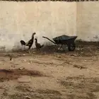 انوع دجاج ذكر ونثى