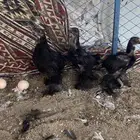فروخ براهما