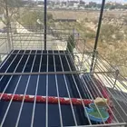 طير بغبغاء دره