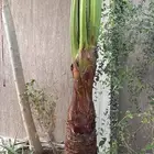 نخله أمريكي