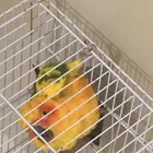 جوز صن كنيور