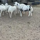 هجين دوربر. الاب دوربر والأم حريه.