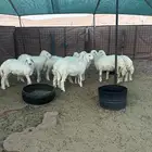 رخال حرية