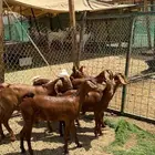جفار محايليات فواخر