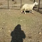 رخل حرشا صنف ثنيه مضرع