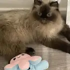 قطة