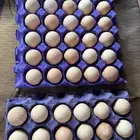 دجاج حبشي فرعوني ( حجل )