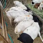جمله وتفريد غنم برابر وتيوس تربية
