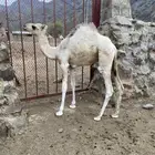 قعود لباني العمر ثلاثة شهور