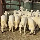 خرفان حرش