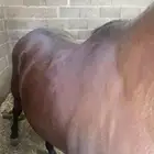 خيل للبيع عربي اصيل  وشعبي إلى آخ