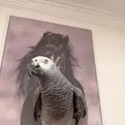 كاسكو اليف جدآ طير كفو