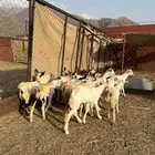 تيوس وجفار للبيع