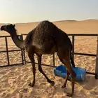 قعدان