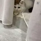 قطة أليفة