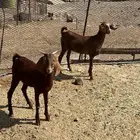 جفرتين هجين