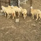 طليان ورخال العدد7