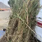 قصف  جبس من ريال ونص