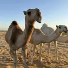 لقحه بكر حمراء