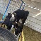 جفره عارضيه معها تيس وجفره