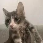 قط للتبني